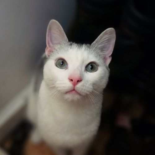 Neon - In foster care in Preston