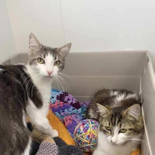 Tessalyn and Cordelia