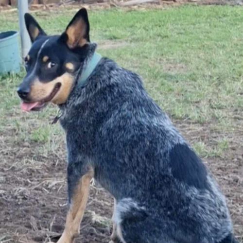 No photo for Sapphire