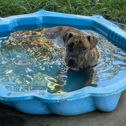 No photo for Spring Roll