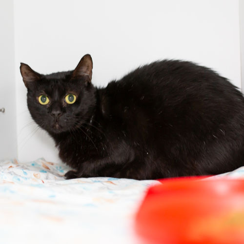 Stewie (previously Sooty)