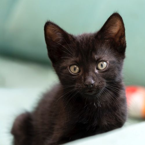 Kuro 