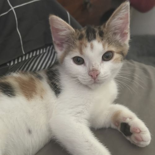 Amber