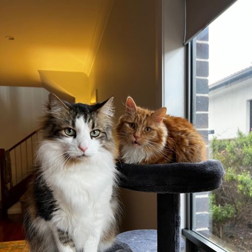 No photo for Phoenix & Harper