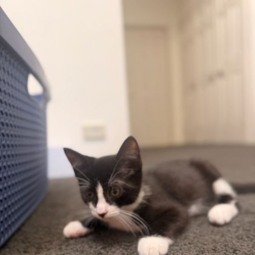 Dusky meet me@petstock Mornington store