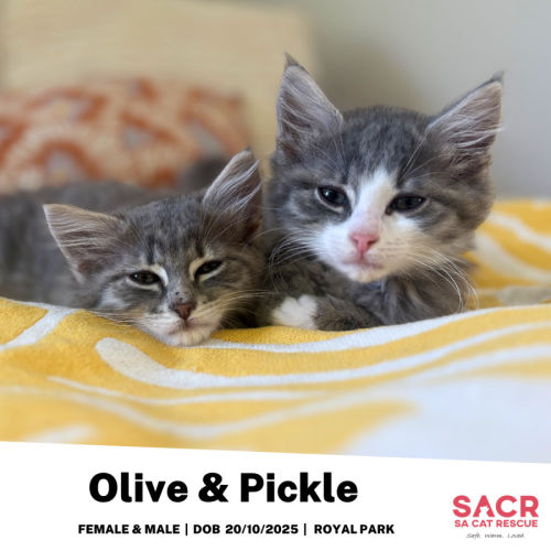 Olive & Pickle