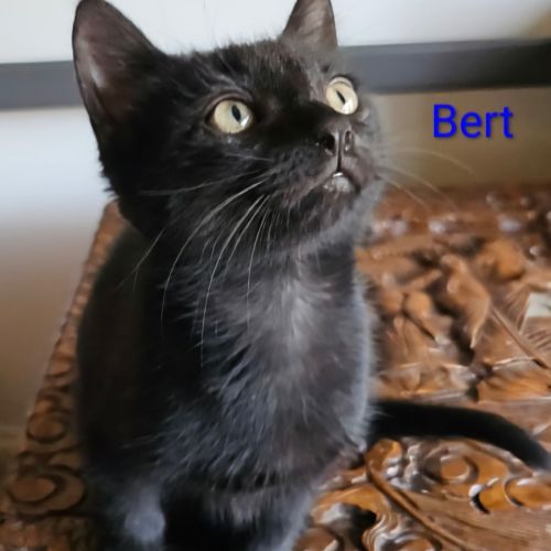 Bert meet me@petstock keysborough store