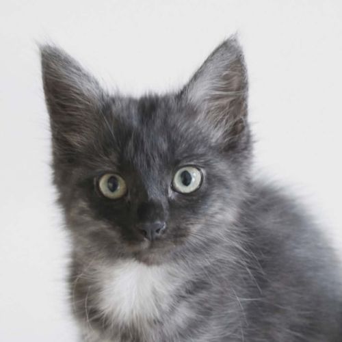 Betsy meet me@petstock keysborough store