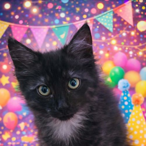 Fanny Mae meet me@petstock keysborough store 