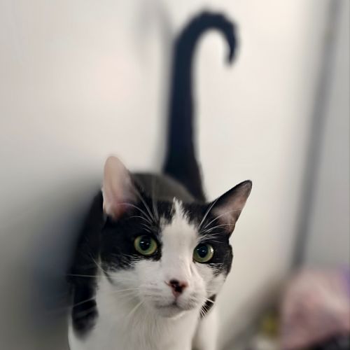 No photo for Toothless