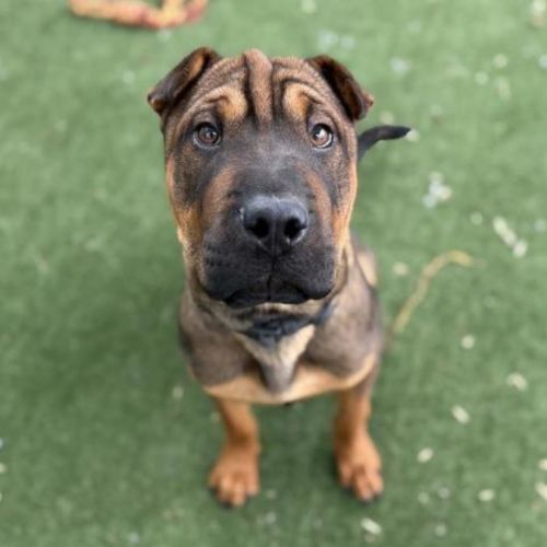 No photo for Bayard Imp 2920