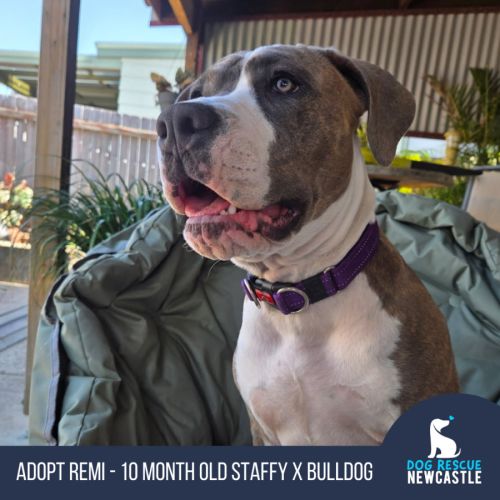 Remi - 10 Month Old Staffy X Bulldog