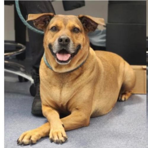 No photo for Twinkie