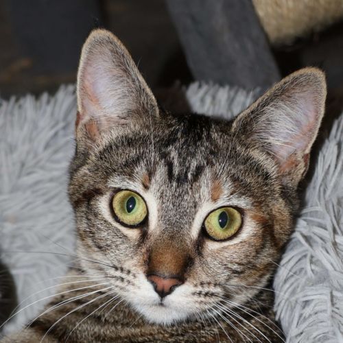 June Bug - available at PET Quarters Belmont