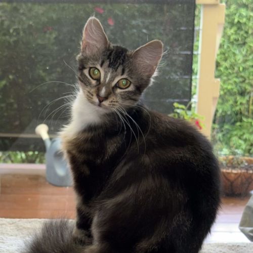 Molly - available at PETquarters Glendale