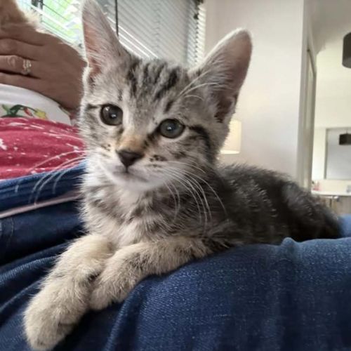 Embry**2nd chance cat rescue**