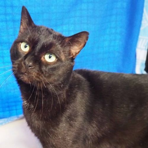 No photo for Speckles