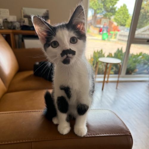 Flirt meet me at Petstock Chelsea