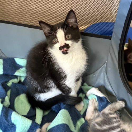 Hubert meet me at Petstock Chelsea