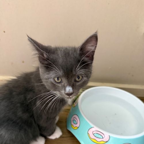 Pugsley meet me at Petstock Chelsea