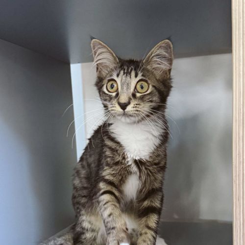 No photo for Harriet