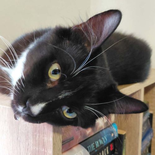 Figaro