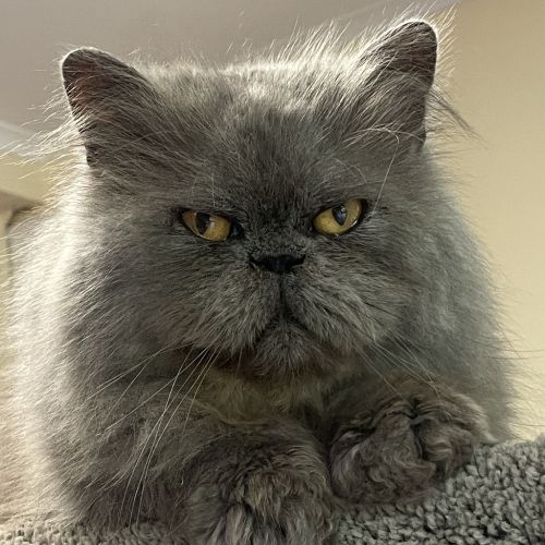George