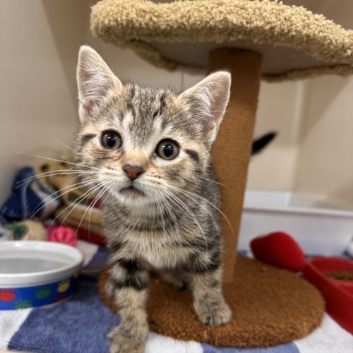 Cookie