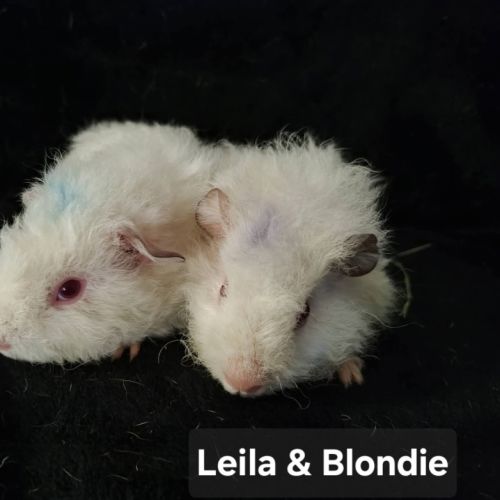 Leila & Blondie