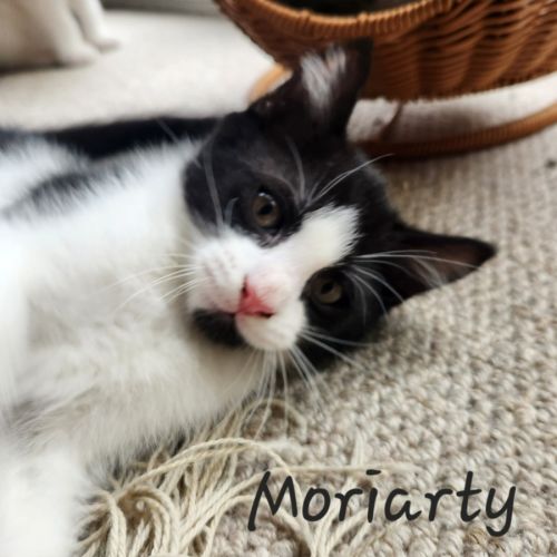 No photo for Moriarty