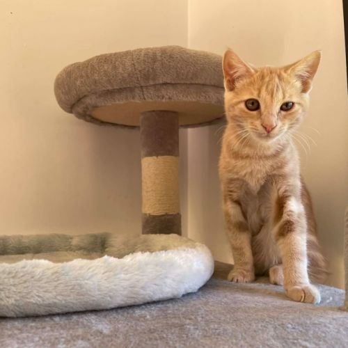 Simba - In foster care In Bentleigh East