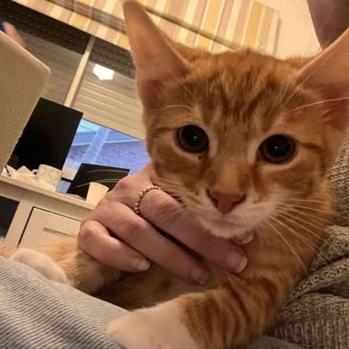 Comet (White Collar)