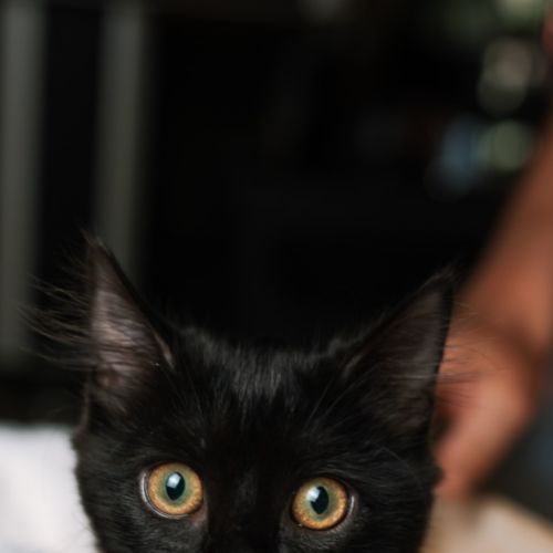 No photo for Djiti Djiti