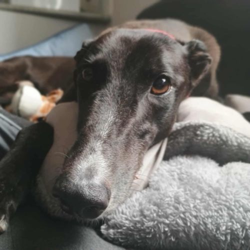 No photo for Alfie, The Greyhound