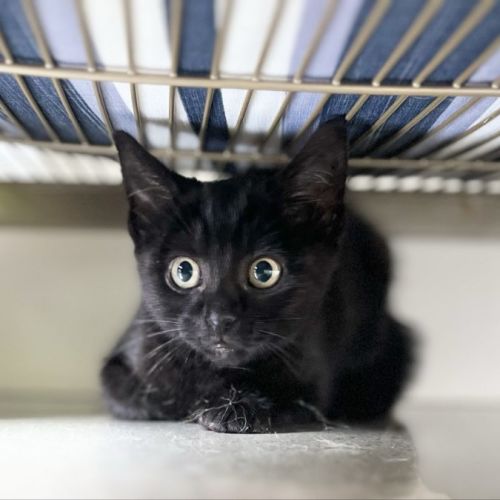Black Kitten