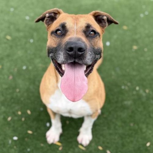 No photo for Blaze Imp 2880