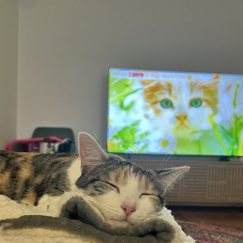 No photo for Moxie