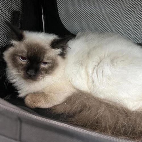 Mya (bonded To Luna)