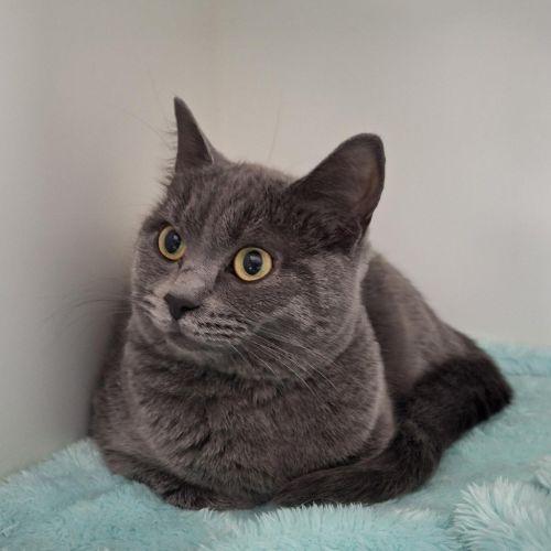 Luna (bonded To Mya)