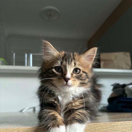 Gracie meet me at Petstock carrum downs store 