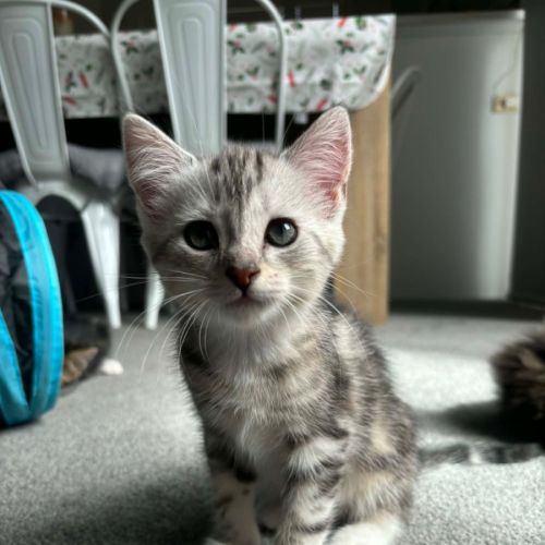 Cleo meet me@petstock carrum downs store