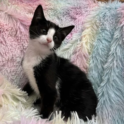 Yuna - Reduced Adoption Fee