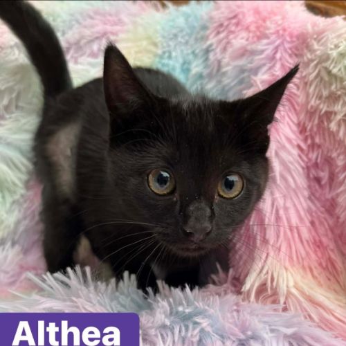 Althea - Reduced Adoption Fee 