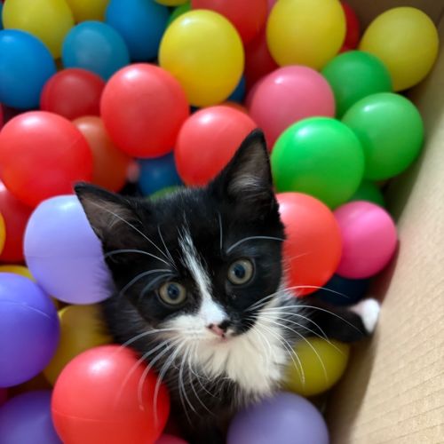 Nightwing **2nd Chance Cat Rescue**