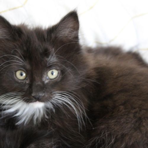 No photo for Buttons