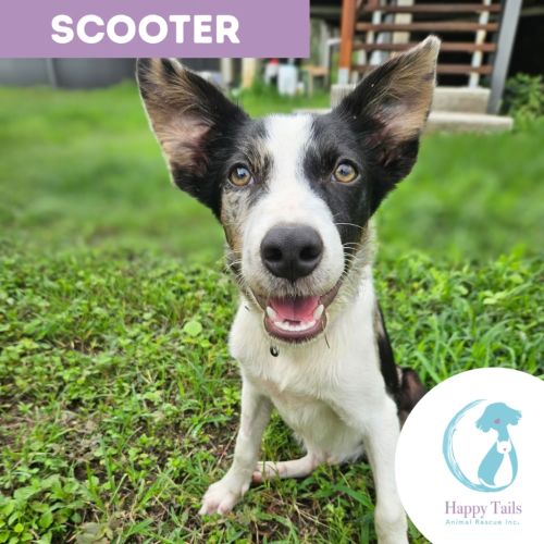 Scooter