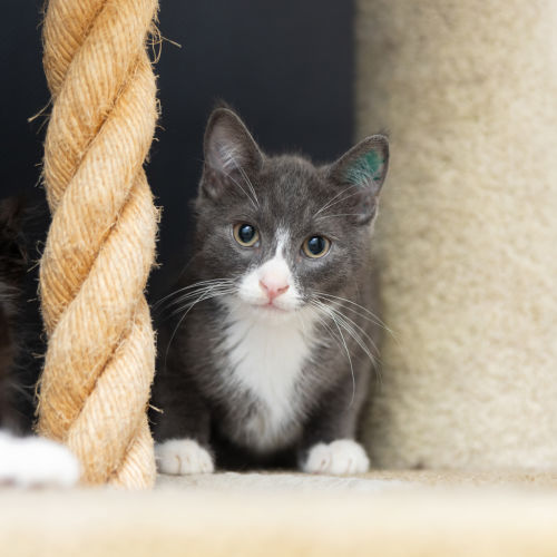 Gizmo (previously Wesley)