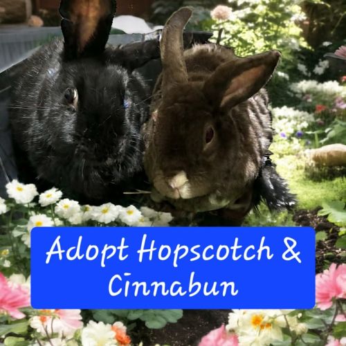 No photo for Cinnabun & Hopscotch
