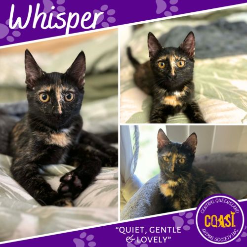 No photo for Whisper