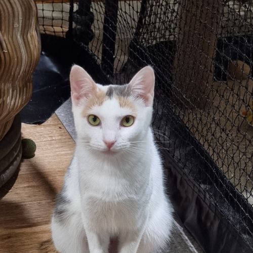 No photo for Meringue